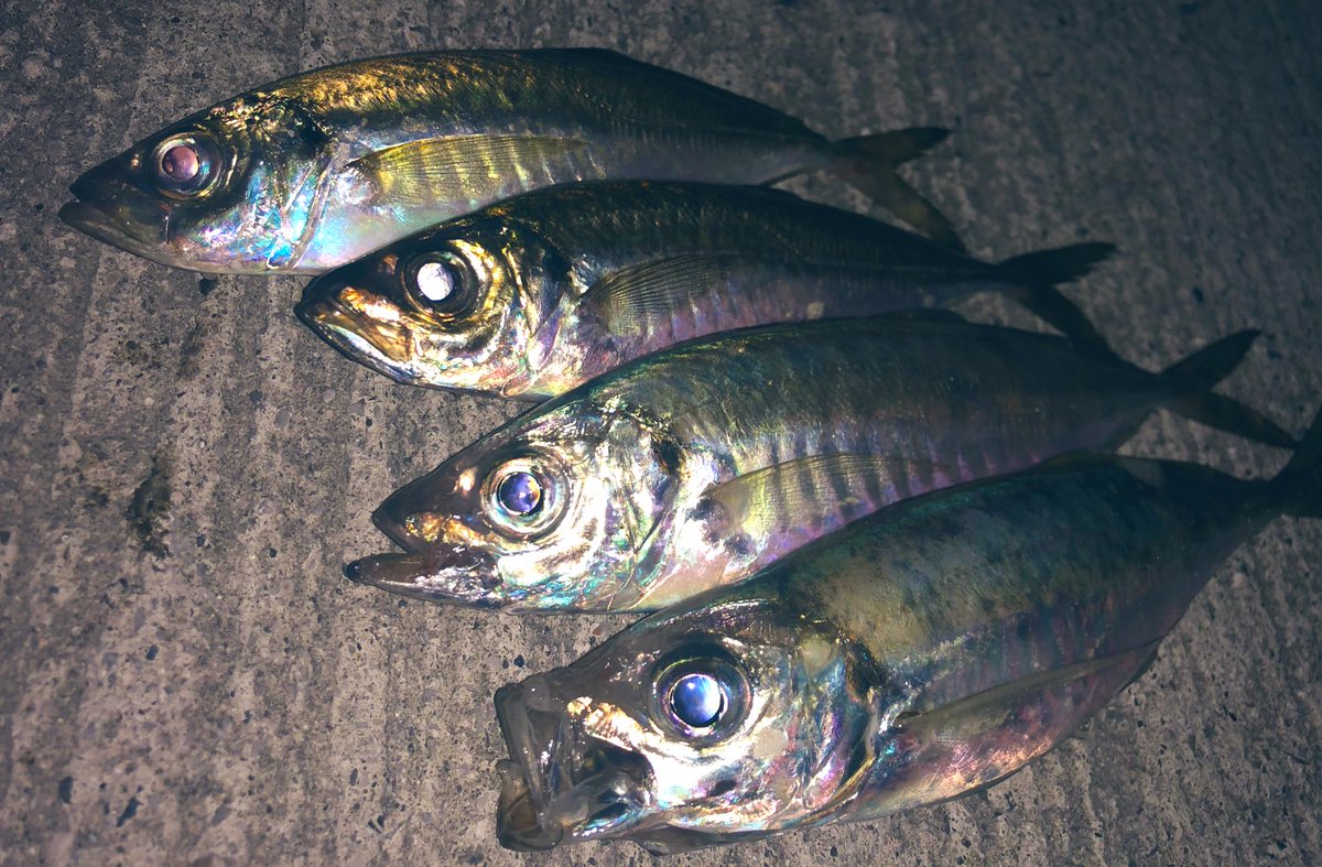 Hiro_fishing67's tweet photo. 上関アジ🎣 https://t.co/L6V7tOlR0U