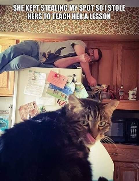 #DadLogic  #CatDads  #FathersDay