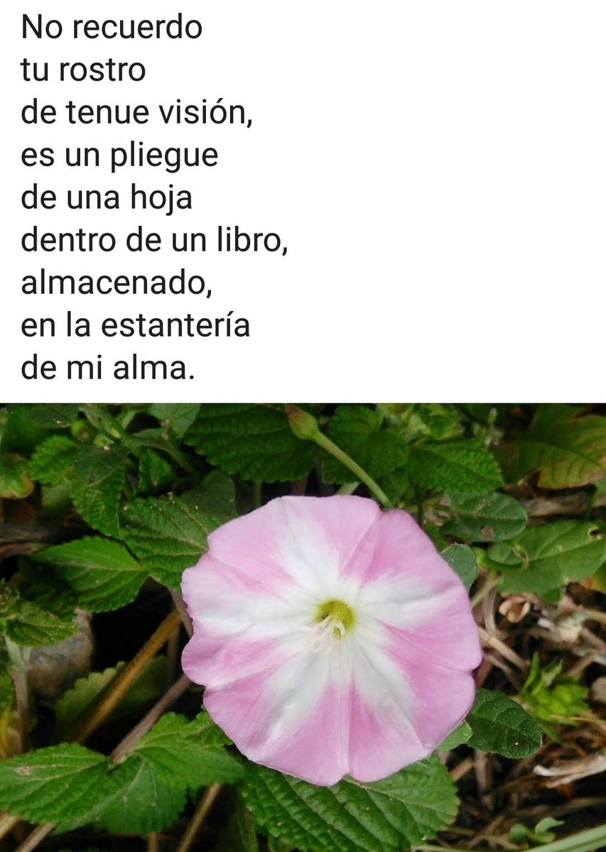 ignaciodebrea's tweet photo. #Cpoemas
#poegala
#sentir
#imagenesYversos
#InmortalSentir
#MiFiTi
#Poerotic
#DeseoSentir
#IDBYD
#NegraMelancolia https://t.co/nV1GKQLbeq