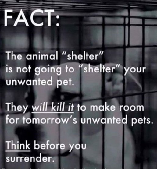 sachikoko's tweet photo. @Leesi_Girl 😡🤬🤬😡IF YOU DUMP YOUR PET AT A KILL SHELTER, YOU ARE A P.O.S.💩#SickOfScumbags & LAME EXCUSES.
#PETSAREFORLIFE #PETSARENOTDISPOSABLE #PETSAREFAMILY https://t.co/qxF4oCIF3q