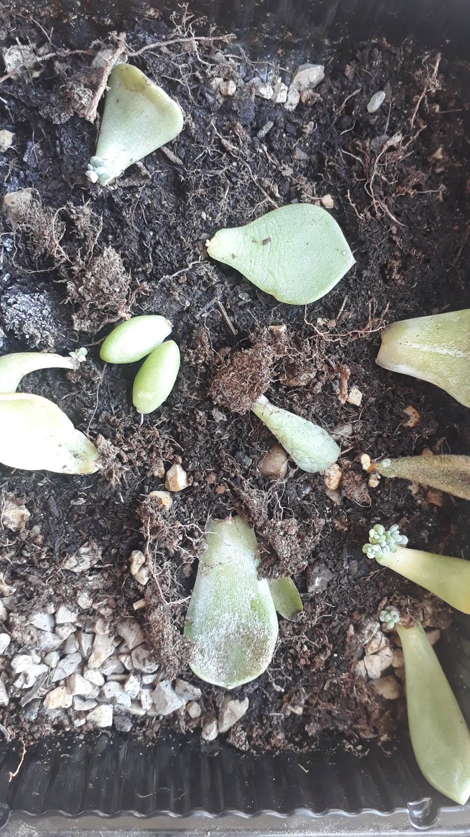 que_ps's tweet image. Update time!! Look at these cuties. I have a lot of pups now!! #succulents #propagationstation #propagationnation #laseñoradelassuculentas #succulentaddict #planthomies #garden #echeveria #donkeytail