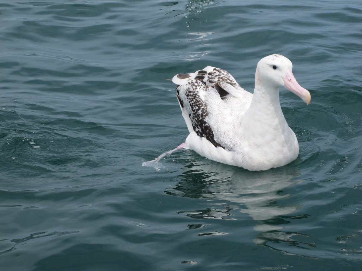 Seeing #AlbatrossStories took me back to seeing this beautiful bird on a visit to #NewZealand #SouthIsland a few years ago. The #wanderingalbatross has a special gland above its nasal passage that secretes high concentration saline. #whoknew? @noaleach @AvelingArtworks