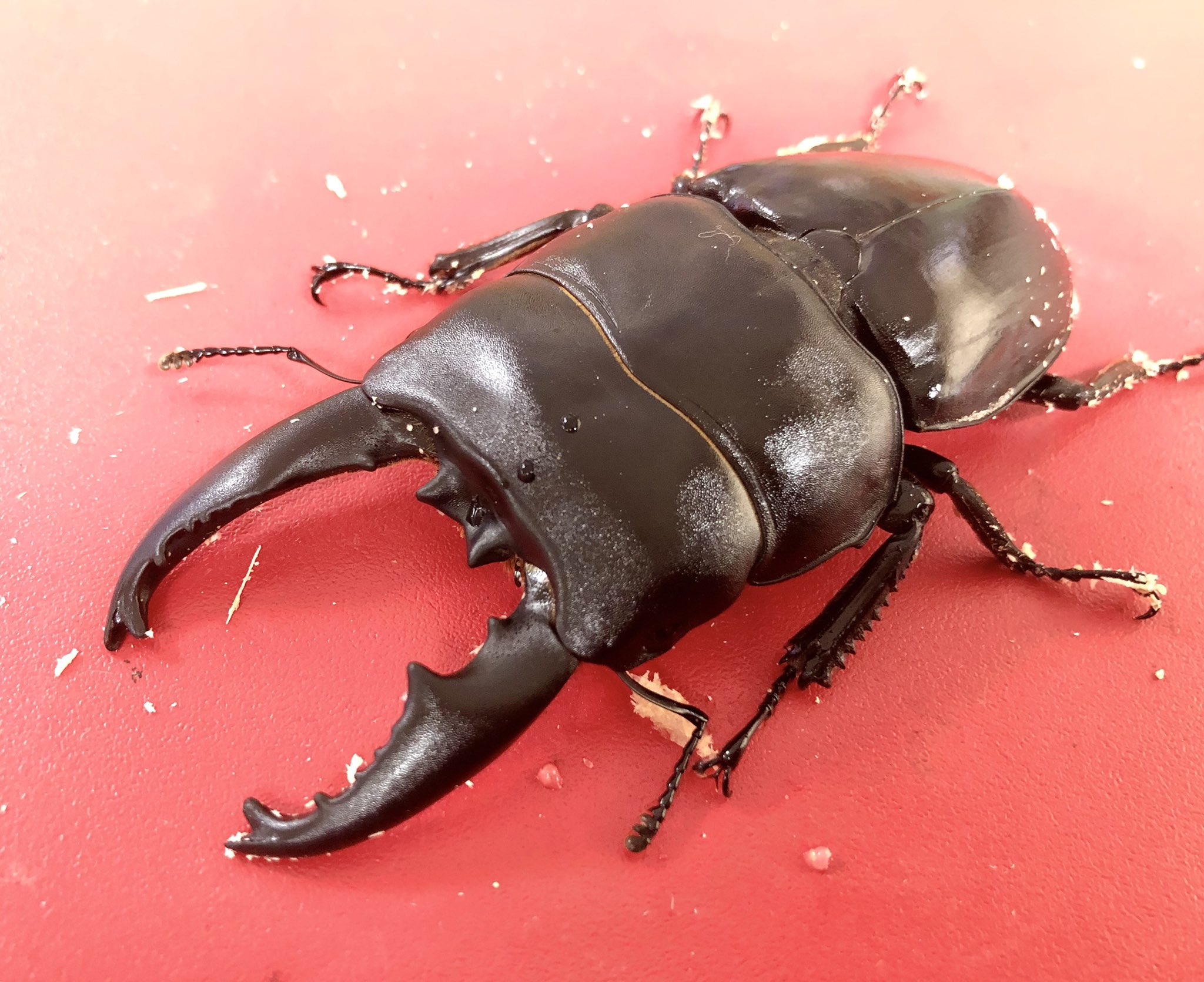 超特大アルキデスヒラタクワガタ 標本 IMG_3380-300x300.jpg
