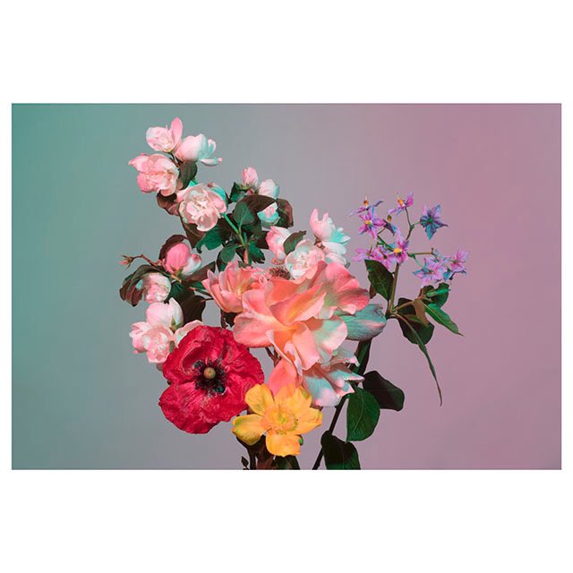 RowanSpray's tweet photo. #inbloom #flowers https://t.co/NUwdpIFnqx