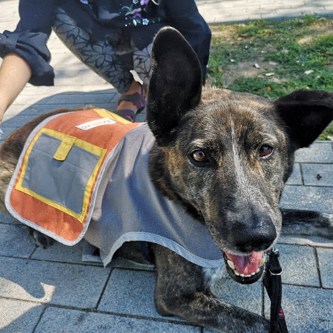 CeniacIAA's tweet photo. Gracias por contar con nosotras para la "Jornada D'Esport Inclusiu" de Sant Boi. 💛🧡
¡Hemos disfrutado mucho con tod@s vosotr@s! 👣💕🐾 @AjSantBoi
#intervencionasistidaconanimales #perrosdeterapia #diversidadfuncional #ceniac #RompiendoFronteras https://t.co/ik5u6mVpZx