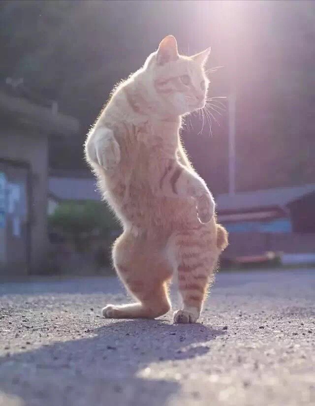 My cat's pose kinda reminded me of certain stand : r/ShitPostCrusaders