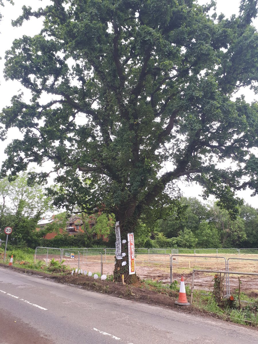 #HS2 insist they need to cut down this 200 year old oak in Burton Green to do 2 months' work in the field behind. Just one more example of unnecessary destruction and vandalism of our countryside by HS2 #stopHS2 #SaveRedLaneOak