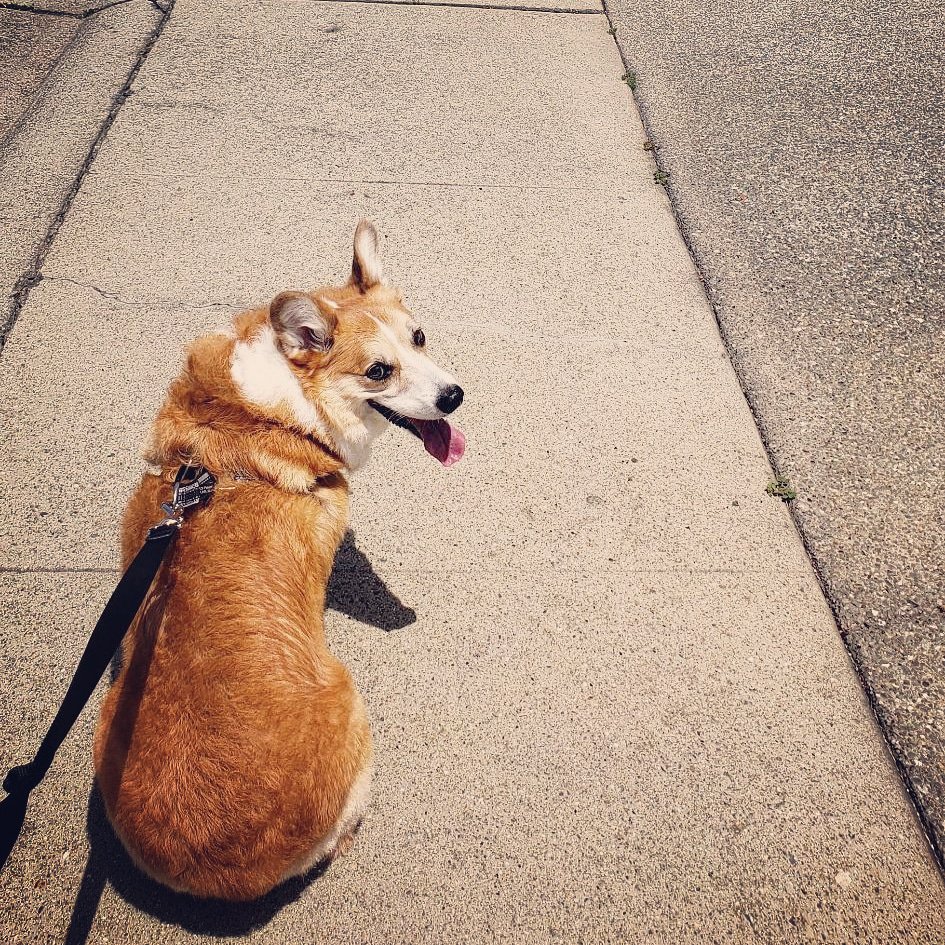 rhinothecorgi's tweet photo. #HappyFathersDay to the best paw around! Thanks for always taking me on new adventures &amp; not laughing at me when I scare myself after I toot 💨😂 https://t.co/iPLh8VWrac