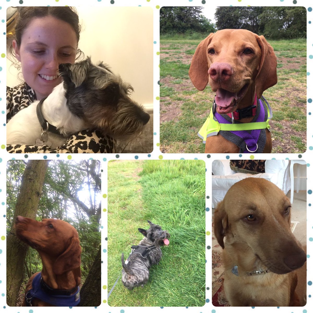 Albany Pet Services (albanypet_sta) Twitter