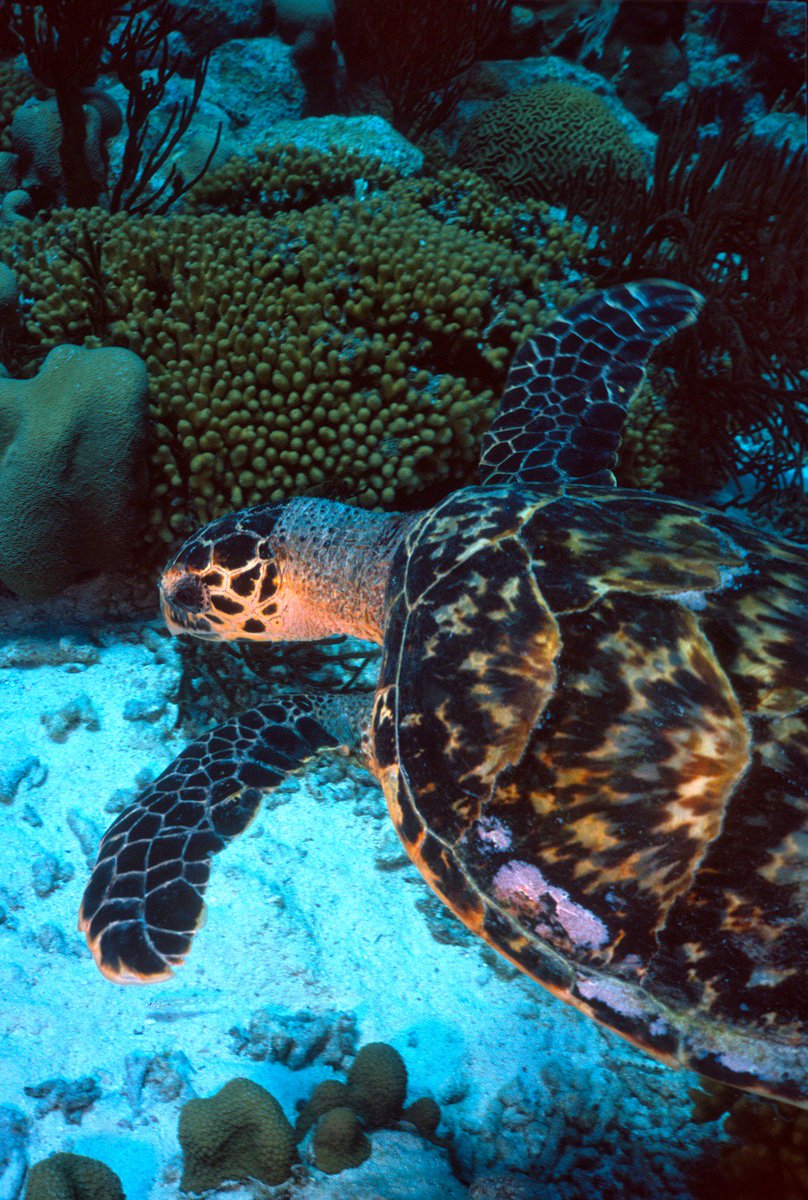 jimmyvillalta's tweet photo. Tortuga Carey. Karpata. Bonaire #Bonaire #karpata #fotografiasubmarina #uwphotography #uwphoto #fotosub #paditv #tortuga #turtle #worldseaturtleday #ocean #oceano #mar #sea #nature #bonairetourism #bonaireisland #traveligram #travelphotography #nikon #natgeotravel #Nikon https://t.co/EfCqiPReRv