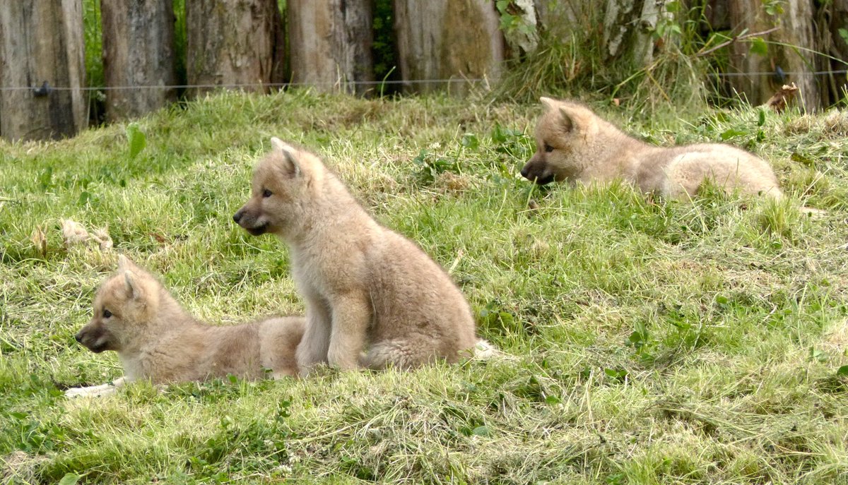 Gus Tou Tellement Adorables Les Bebes Loups Arctiques Du Zoobeauval Loupsarctiques