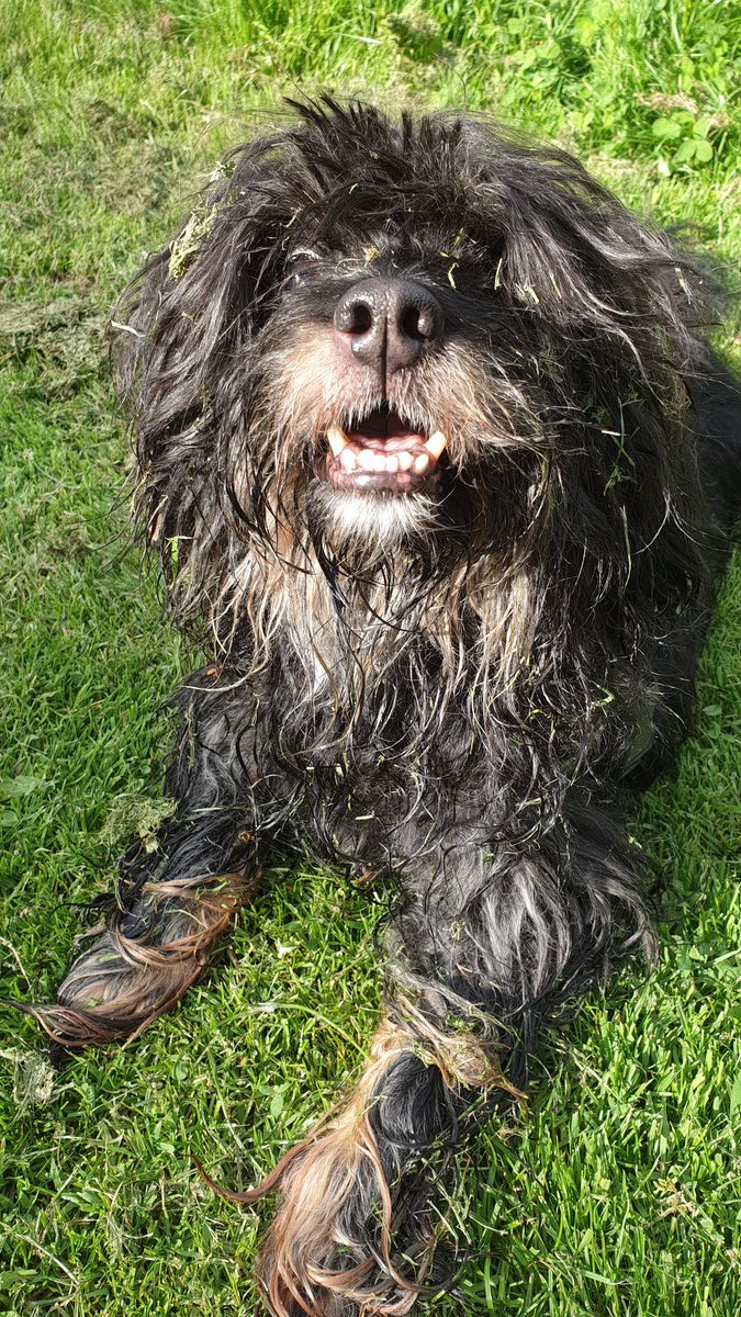 Ausgetobt, geschwommen und voll gesaut! 🐶 Herrchen? Wir können nach Hause!