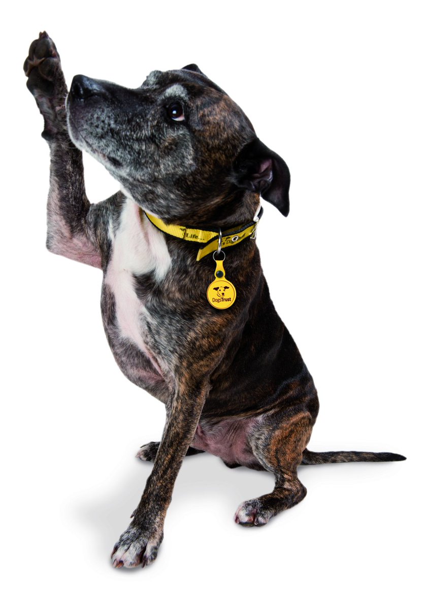 YaleHomeUK (@yalehomeuk) on Twitter photo Did you know Staffordshire Bull Terriers are the most commonly stolen dog breed? 😔 We partnered with <a href="/DogsTrust/">Dogs Trust 💛🐶</a> to bring you important advice on home security: bit.ly/YaleDogsTrust #DogsTrustYale Did you know Staffordshire Bull Terriers are the most commonly stolen dog breed? 😔 We partnered with <a href="/DogsTrust/">Dogs Trust 💛🐶</a> to bring you important advice on home security: bit.ly/YaleDogsTrust #DogsTrustYale