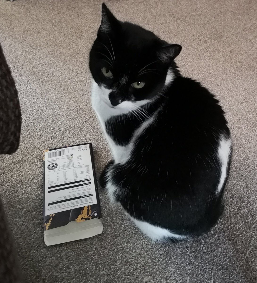 Cleo Cat tweet media