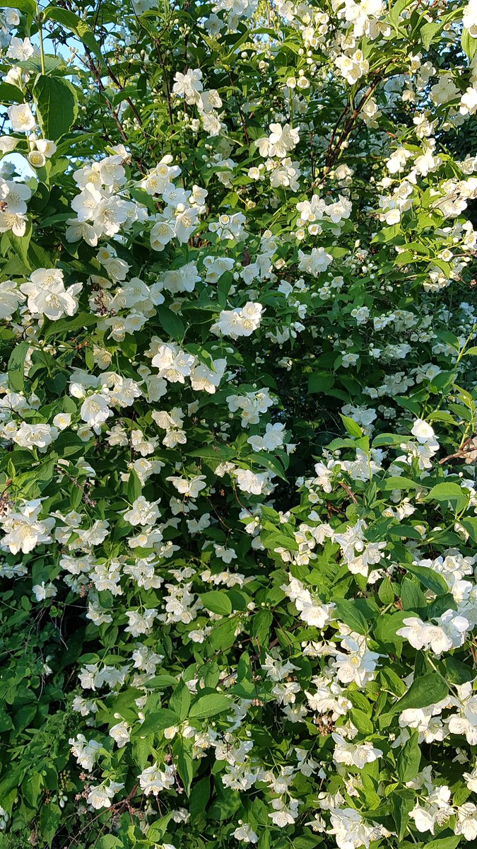 SeijaPaasonen's tweet photo. Tähän kun saisi mukaan vielä tuoksun. Sitä on nyt runsaasti tällä kohtaa. #jasmike #piha #puutarha https://t.co/yLnEnr6DtD