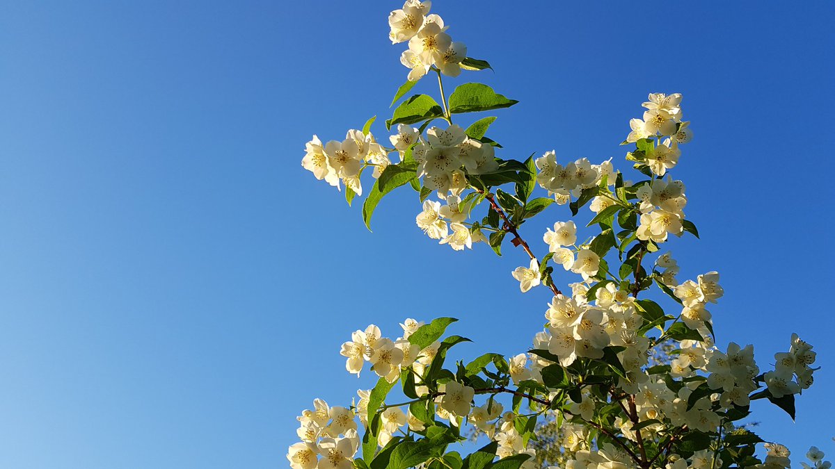 SeijaPaasonen's tweet photo. Tähän kun saisi mukaan vielä tuoksun. Sitä on nyt runsaasti tällä kohtaa. #jasmike #piha #puutarha https://t.co/yLnEnr6DtD