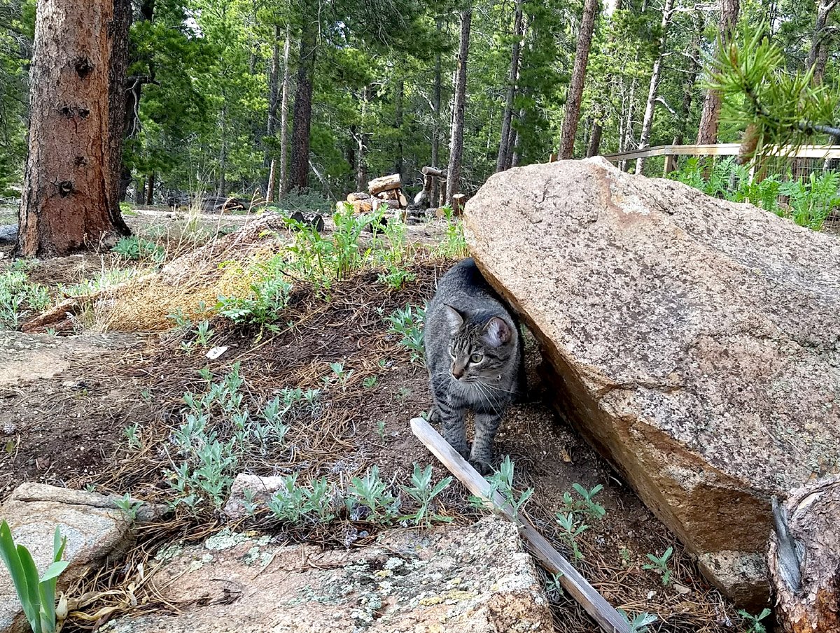DiariesCat's tweet photo. Diary Entry June 16 2019. Jasper: "I don't know where mom is, but I'm pretty sure she can't see me here, just gonna hunker down below the rocks." (I won't tell him I have eyes everywhere!)
#bestmeow #CatsOfTwitter #catstagram #catsofColorado #tabbycat #kitties https://t.co/T49wUmgB68