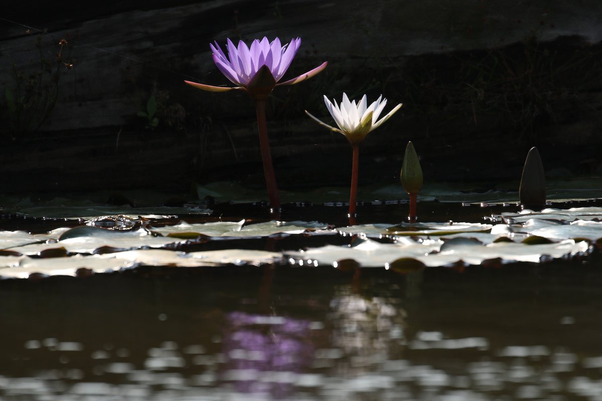 hirasu21c's tweet photo. #lotus #refleciton https://t.co/pD5hvg2jZe