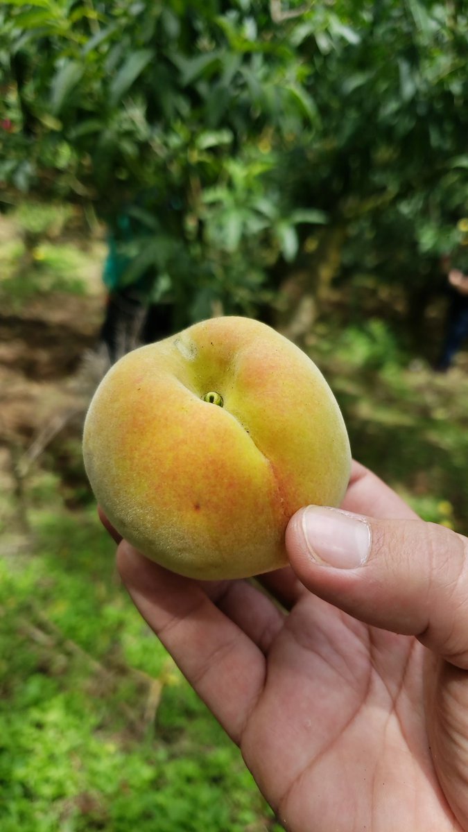 soylocalsv's tweet photo. Ayer asistimos al 4to festival del melocotón. Aprovecha la temporada y visita esta hermosa #RutaFresca y su rico clima.
#SoyLocalSv #AventurasLocales https://t.co/xIxQJhn1MT