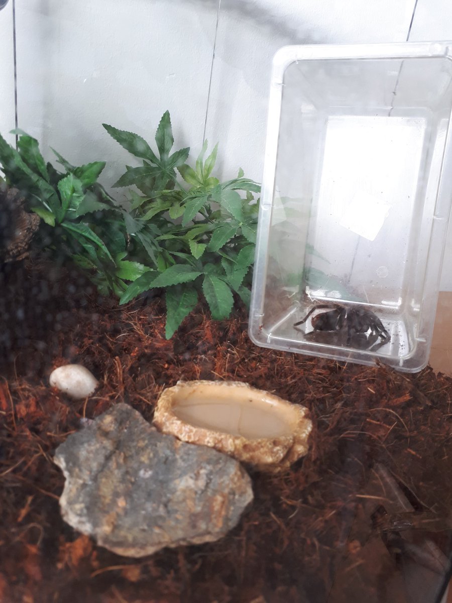 Ariados refused to leave the box we moved him in so now he is in his box in his new terrarium =.= 
#tarantula #spider #terrarium #petspider #sillyspiddy