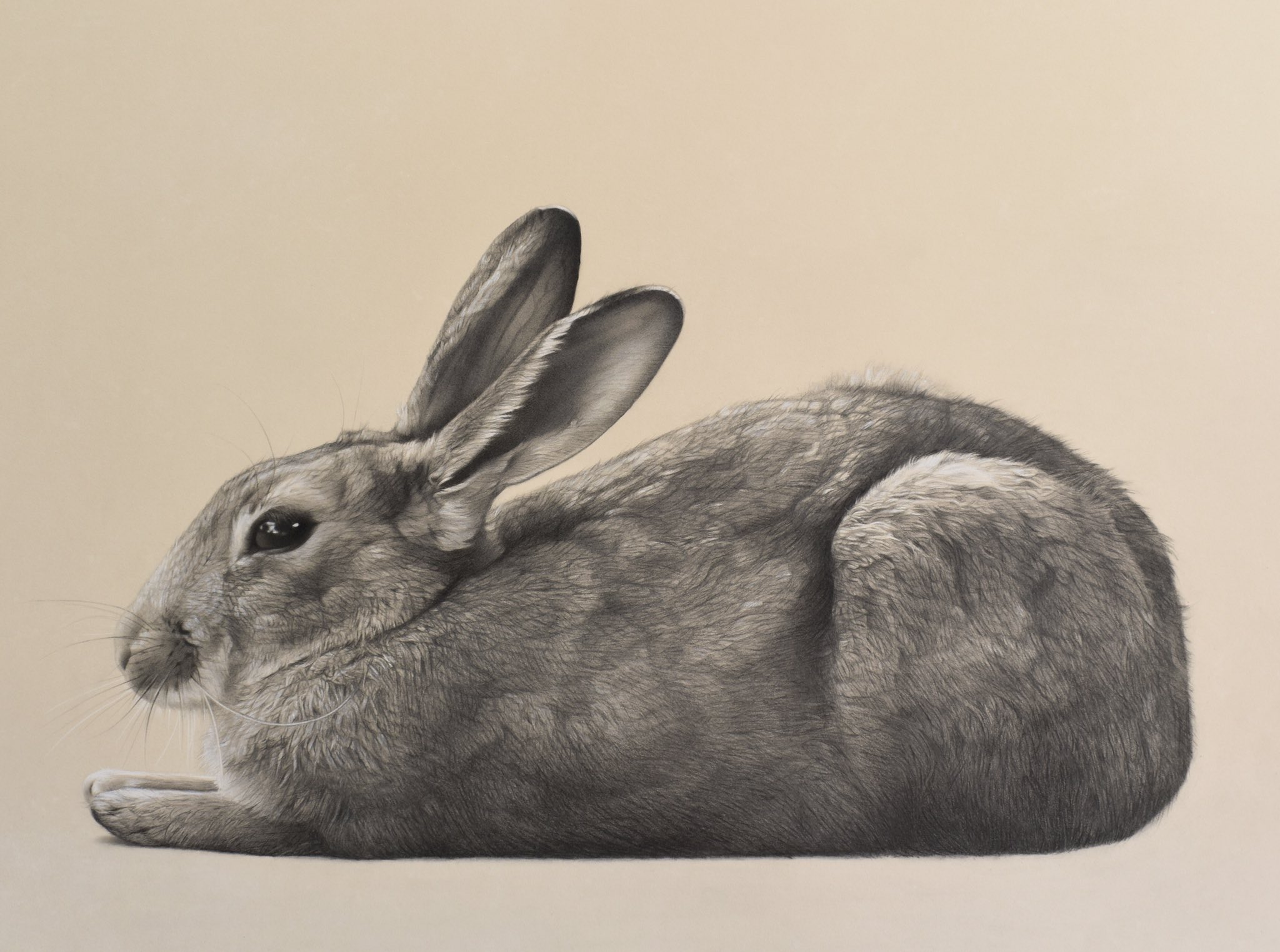 A pencil sketch of a white rabbit. #sketchbook #sketching #pencil #rabbit # bunny #artist #happy | Bunny art, Bunny sketches, Bunny painting