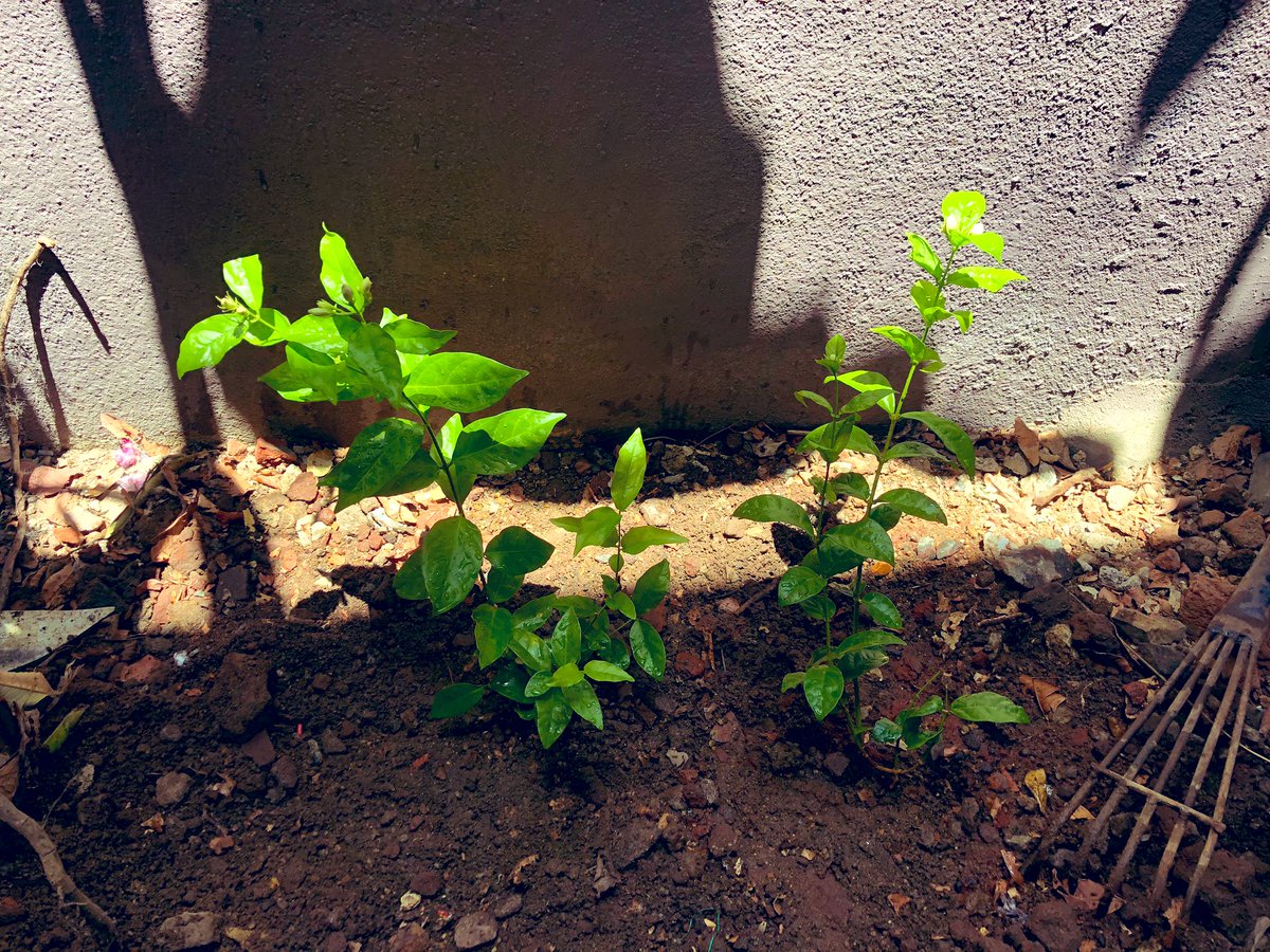 Planted today. Celebrating fathers day