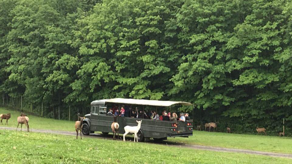 HVAAdventure's tweet photo. The Baby Elk are out today https://t.co/8FWX8wzlvh
