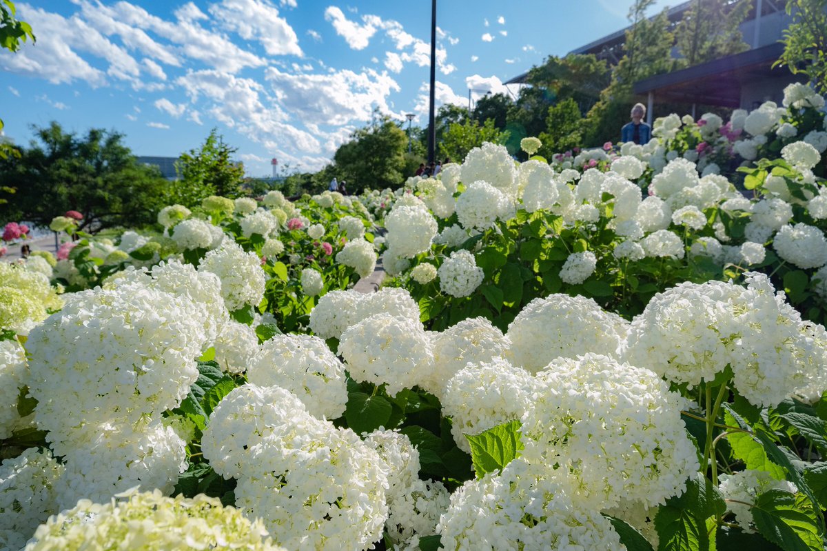 Fabrik View お台場は白紫陽花ことアナベルが青空に映えていました 東京カメラ部 白紫陽花 紫陽花