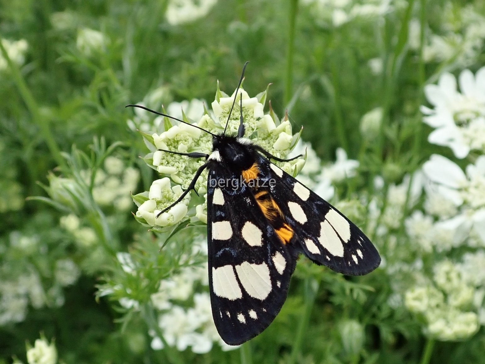 توییتر Bergkatze べるくかっつぇ در توییتر トラガ Chelonomorpha Japana Japana Motschulsky 1861 この大きさで日中に花の蜜を吸う綺麗な蛾なのに 一般的にはあまり知られていない様な 鱗翅 ヤガ科 トラガ T Co Zxs47ssehm