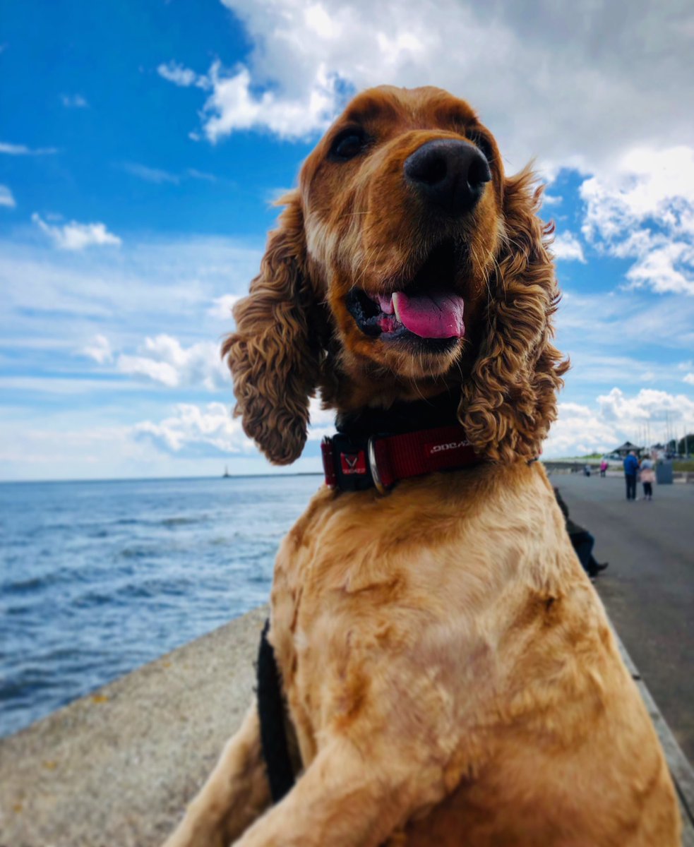 BetsLucy's tweet photo. Otis waiting for his fish &amp; chips from his dad and Harvey 🎊@JasonPeter23 https://t.co/yDxRWBUqlb