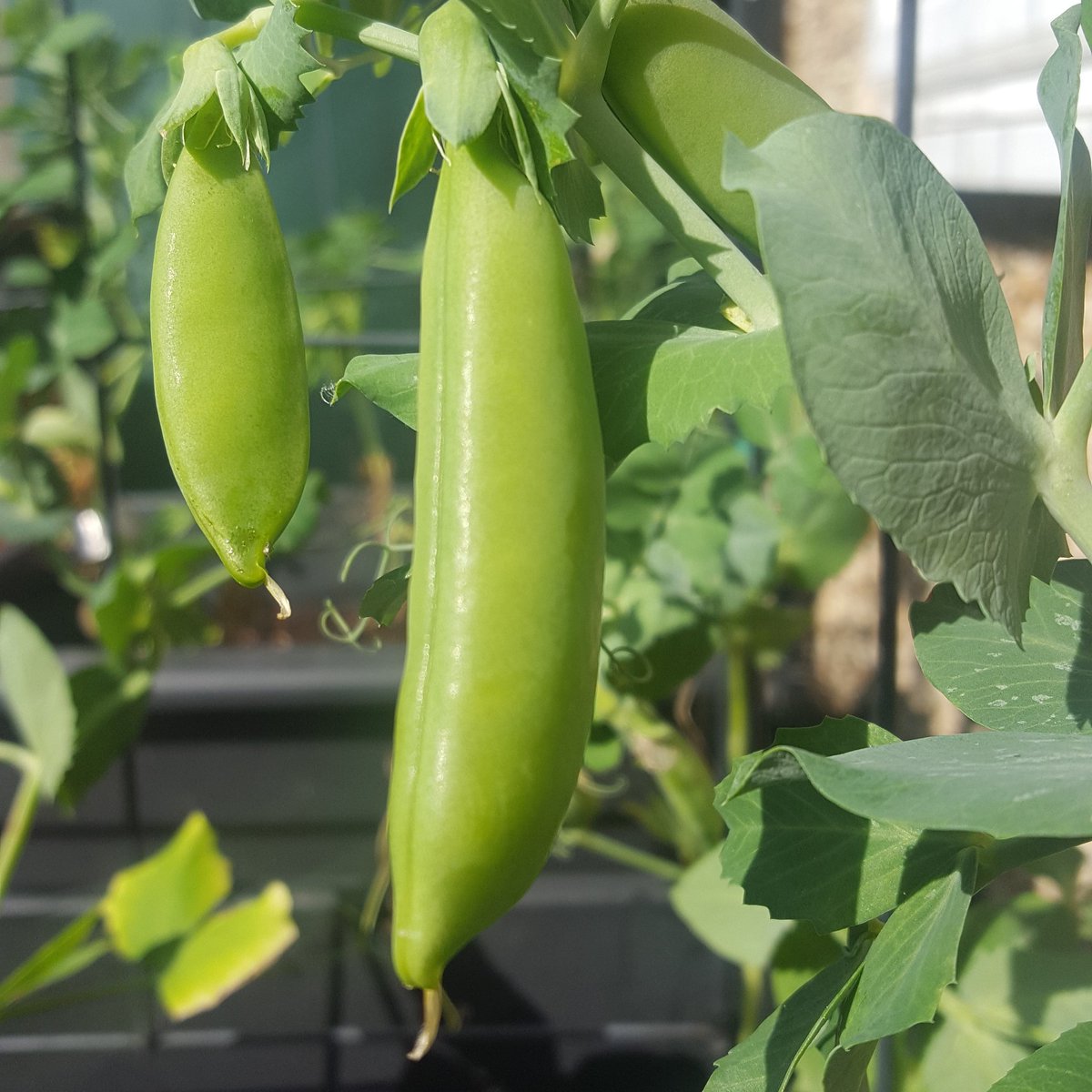 StripyMango's tweet photo. Our edible garden is coming on nicely. Today picked a lovely selection of lettuce and some sugar snap peas.  Looking forward to a lovely crop of tomatoes, beetroot, carrots and more. #growyourown #ediblegarden #vegetables https://t.co/shDKVf1jnK
