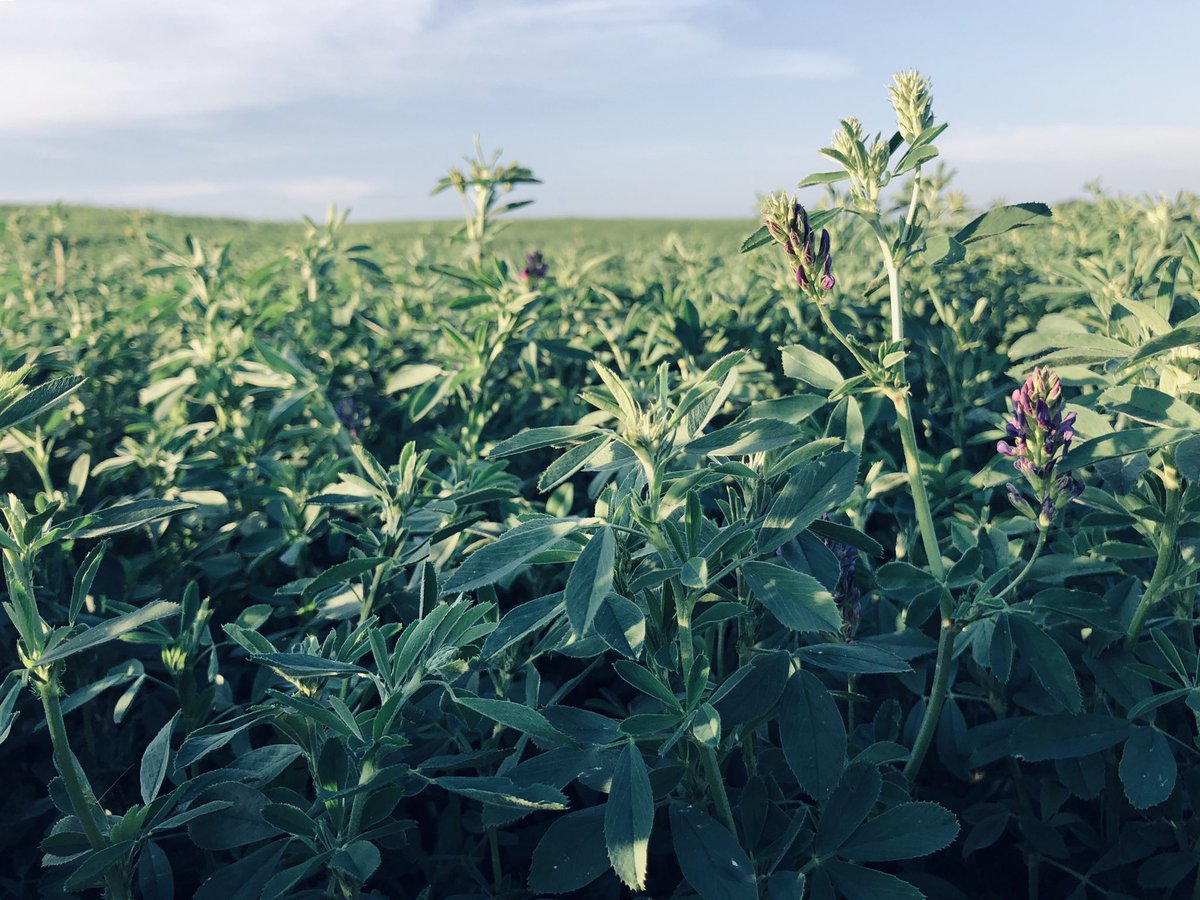 overby_ranch's tweet image. Alfalfa is starting to bloom. Bring on the cow chow 🐮 #hay19