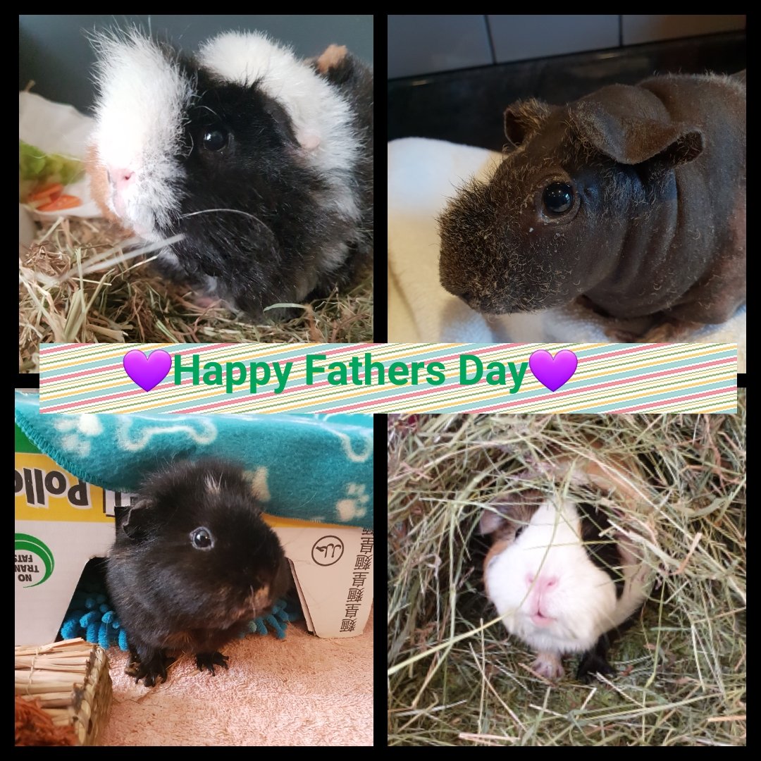 dorismcs's tweet photo. Happy Fathers days to the best Pig Dad ever @AndyJStephenson! Love and nibbles Piggy, Cabbage, Zippy &amp; Sprout 💜💜💜 https://t.co/OVYqzgbJEM