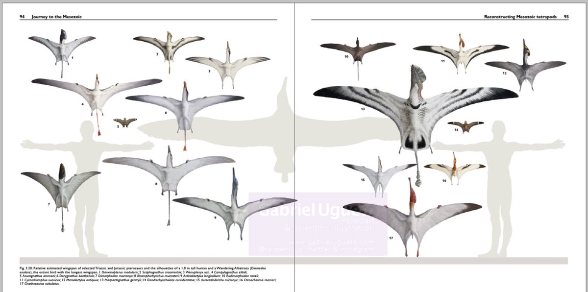 Wandering Albatross Size Comparison