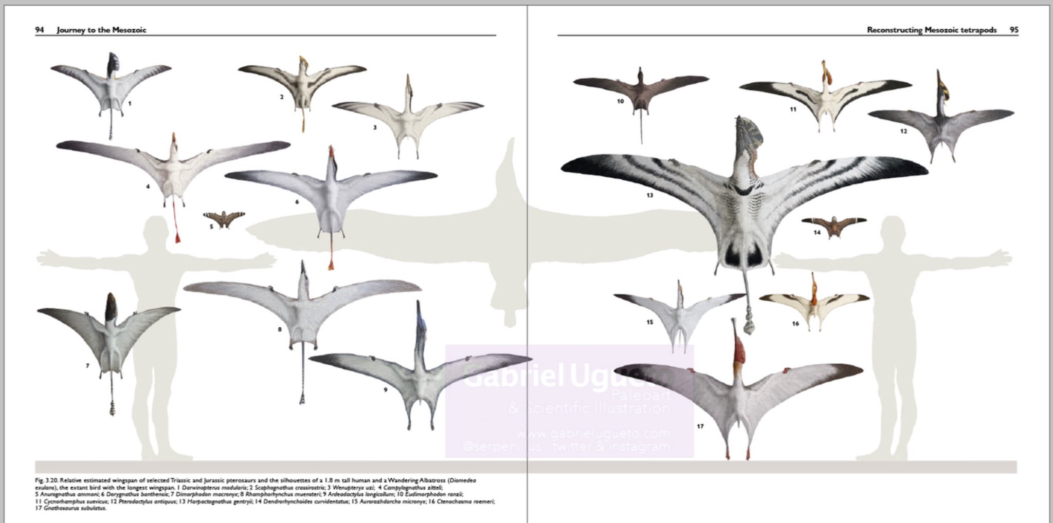 Albatross Compared To Human