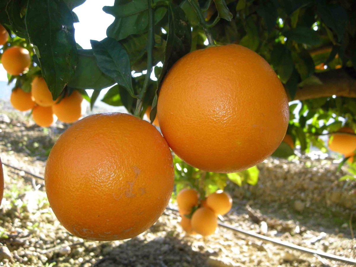 La naranja Late es la más tardía. Ahora es su temporada y por eso la tendremos en Buenas Migas SER interpretada por <a href="/NovaT_Catering/">Novaterra Catering</a>. Se acerca el mejor plan familiar gracias a <a href="/MilarCOMELSA/">Milar COMELSA</a> <a href="/radiovalencia/">Radio Valencia SER</a>