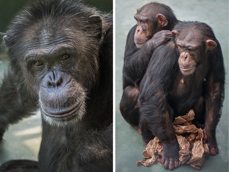 projectchimps's tweet photo. Father's Day Fact: Ronald, who's a member of Kareem's group in Harmony Villa, is the biological father of identical twins Buttercup and Charisse, who live over in Cedar Tree Villa. #FathersDay Photos by Crystal Alba. #chimpanzee https://t.co/LF3Q27HpBn