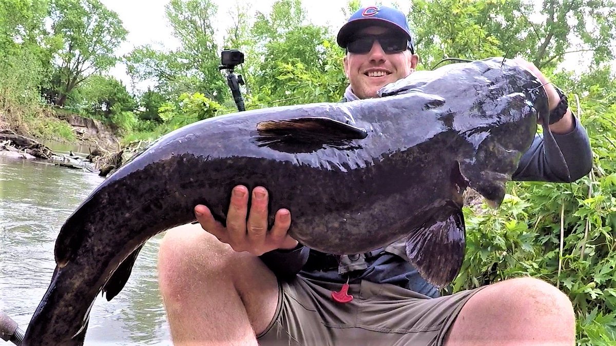 Got lucky and found one this weekend!
#catfish #fishing #flatheadcatfish #rivercertified