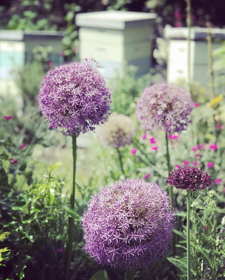 FairmontEmpress's tweet photo. Our five apiaries are home to nearly half a million busy honey bees that pollinate plants throughout Downtown Victoria. Want to win Champagne Afternoon Tea for two? Head over to Instagram and check out our Bee Your Selfie contest! π #FairmontBuzz #QueensBees #BeeSustainable https://t.co/BPxS0uNnBl