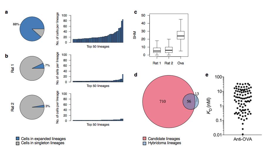 mmw_lmw's tweet photo. #BCR_Repertoire Analysis | Massively parallel single-cell B-cell receptor sequencing #scBCRseq | Somasekar Seshagiri @genentech @biorxivpreprint https://t.co/4G6uXExDmp https://t.co/6VXg6x17nG