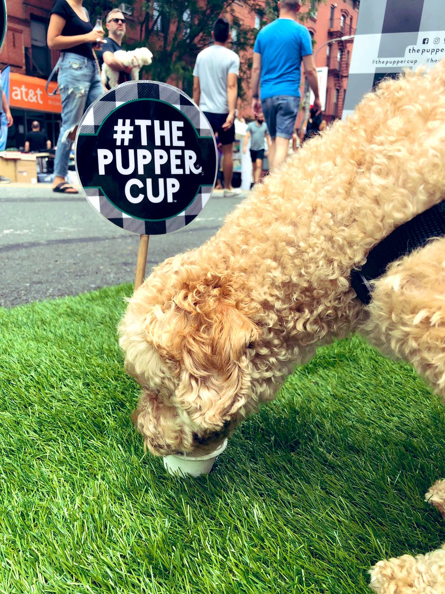 beccayuen's tweet photo. Ollie and Henry are obsessed with @thepuppercup! https://t.co/lNmRdJdAUW