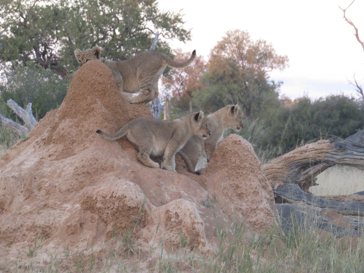 AfricanBushCamp's tweet photo. Cecil's legacy lives on! One of Cecil's daughters gave birth to the most adorable little cubs, they were recently reintroduced to the pride. 

Book a safari including Somalisa Camp &amp; see Cecil's pride yourself: https://t.co/MD0I0qtd0Q

#VisitZimbabwe #Cecil #FathersDay https://t.co/565EcneiGf