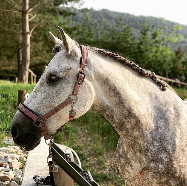 Clickerpferde's tweet photo. Graya looking so grown-up https://t.co/iPaBppuUxa