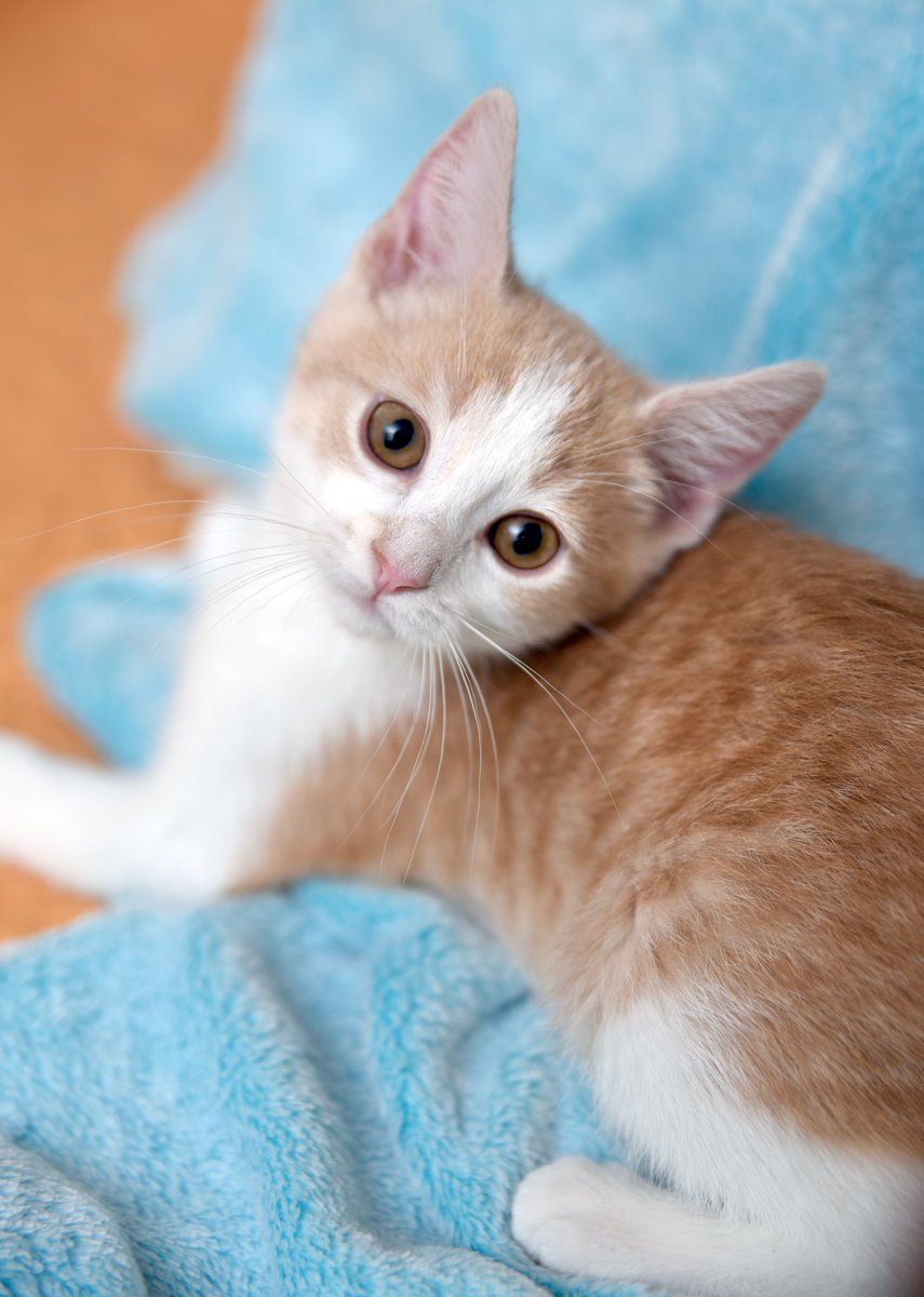 PetPlacement's tweet photo. Happy #Sunday! We have #kittens, and we are open until 5 today! #CatsOfTwitter #kitten #cat #kittenplay https://t.co/AZiKkvAkuT