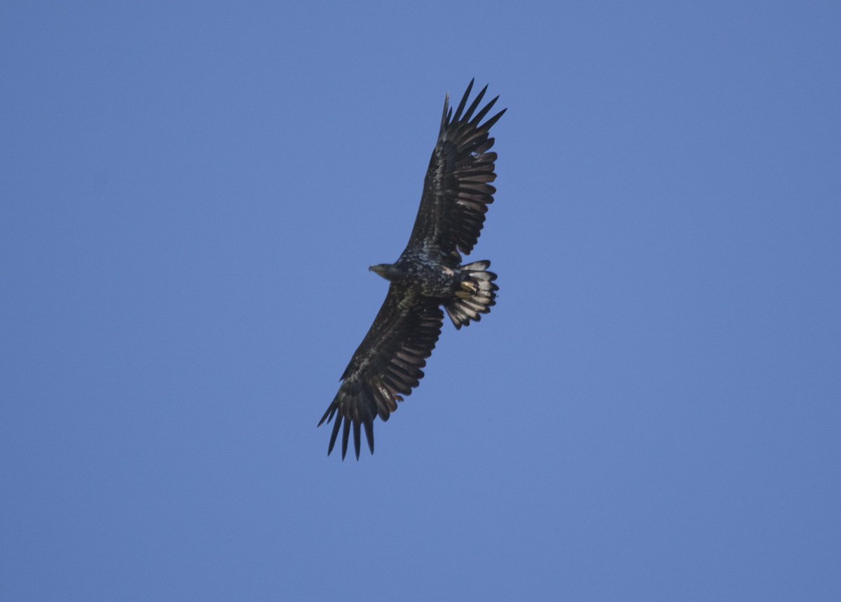 merineider's tweet photo. Haven't photographed birds for a long time. Today I saw bunch of seagulls, thought why not. Went inside, grabbed my camera, attached tele lens and went back outside and.. not a single bird. 15 seconds later this young sea eagle made my day. So glorious! #birdsofprey #eagle https://t.co/iOlQAv6HFU