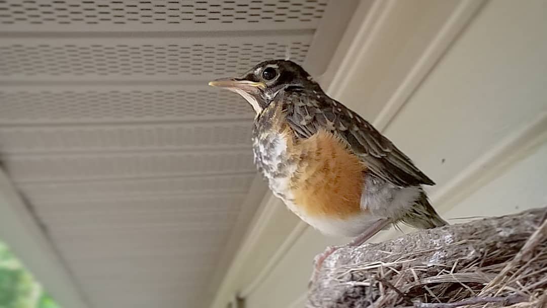 Witnessed the first flight of the last young #robin to leave the nest. Happened to step outside at the right moment and grabbed this image with my phone just before the young #bird flew off towards it waiting family. #Birds #BabyBirds #Birdphotography
instagram.com/p/ByxvEAegMKy/…