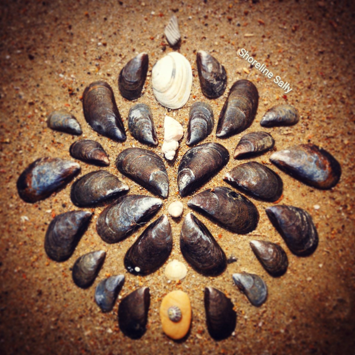 DigiDaughter's tweet photo. Very windy, messy storm wrecked beach. Found a few shells and a tiny patch of sand π #shellmandala #shell #mosaic π https://t.co/DfWDu05OmK