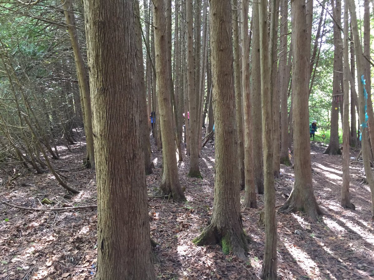 brownowl139's tweet photo. A visit to the Enchanted Forest to play Predator and Prey! #Brownies #GirlGuidesOfCanada #BrownieCamp #MaKeeWa #PredatorAndPrey #EnchantedForest https://t.co/I3GeP5tnVQ