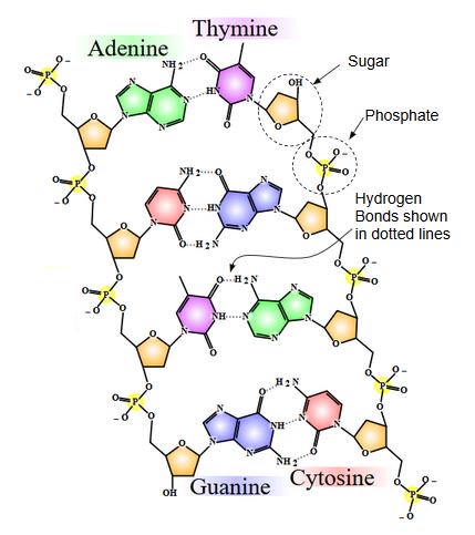 NottsScience's tweet photo. Notes from a talk by @UniofNottingham Prof Harding on the role the university played in the discovery of the structure of DNA 
https://t.co/SadSI7I1JF https://t.co/V8QpVU3UCn