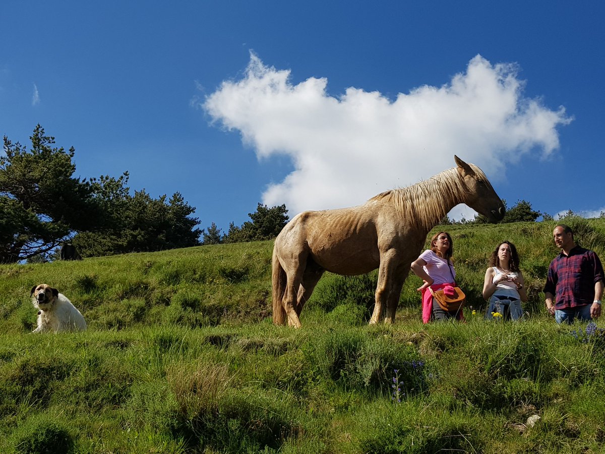 antumlife's tweet image. Domingo para enmarcar. Familia, caballos libres, alta montaña, sol, buena comida casera y relax...
#AllYouNeedIsNature #Antum #MAFcoach #horses #naturaleza @fundaciomiranda